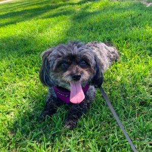 Meet your Posher, Julia